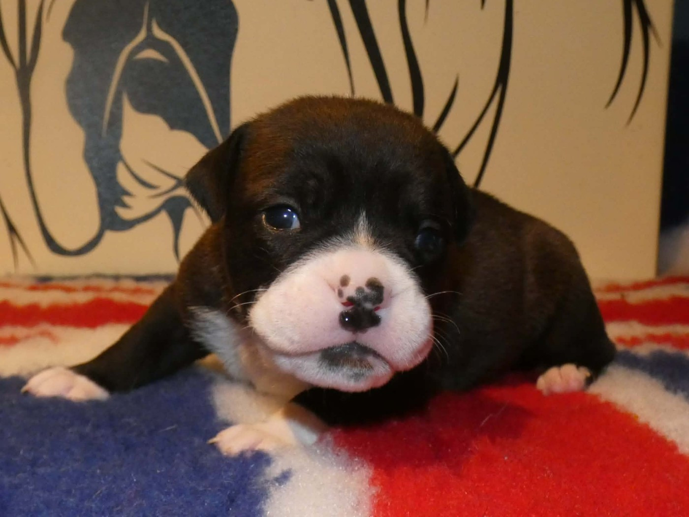 du Royal Belvédère - Chiots disponibles - Bulldog continental