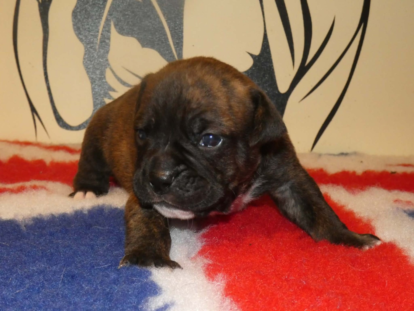 du Royal Belvédère - Chiots disponibles - Bulldog continental