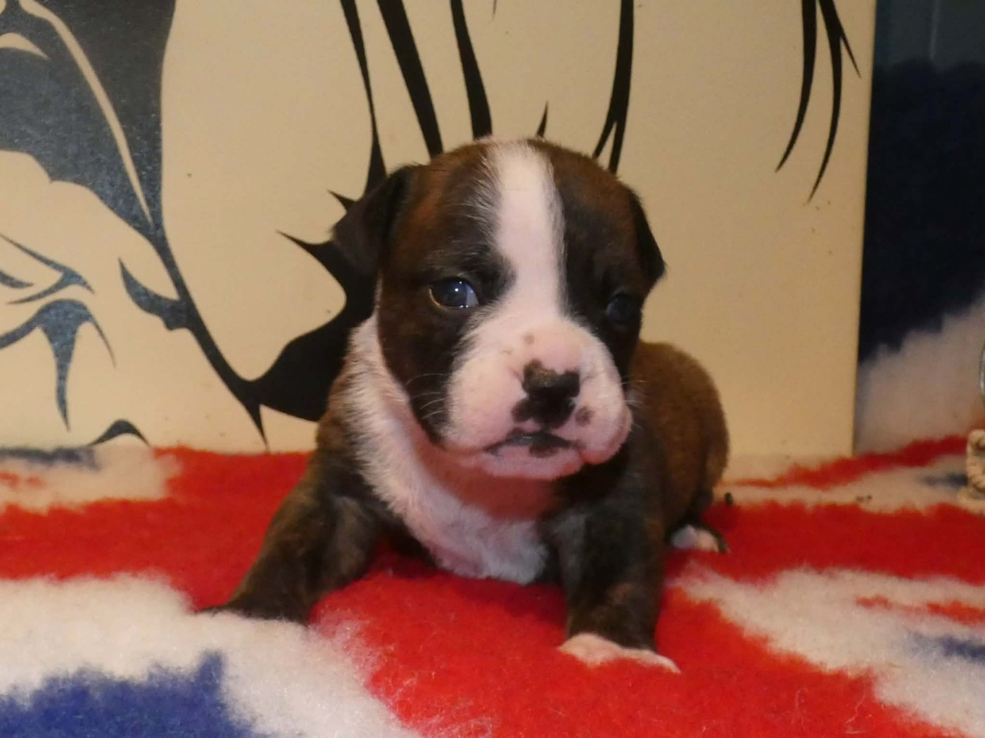 du Royal Belvédère - Chiots disponibles - Bulldog continental