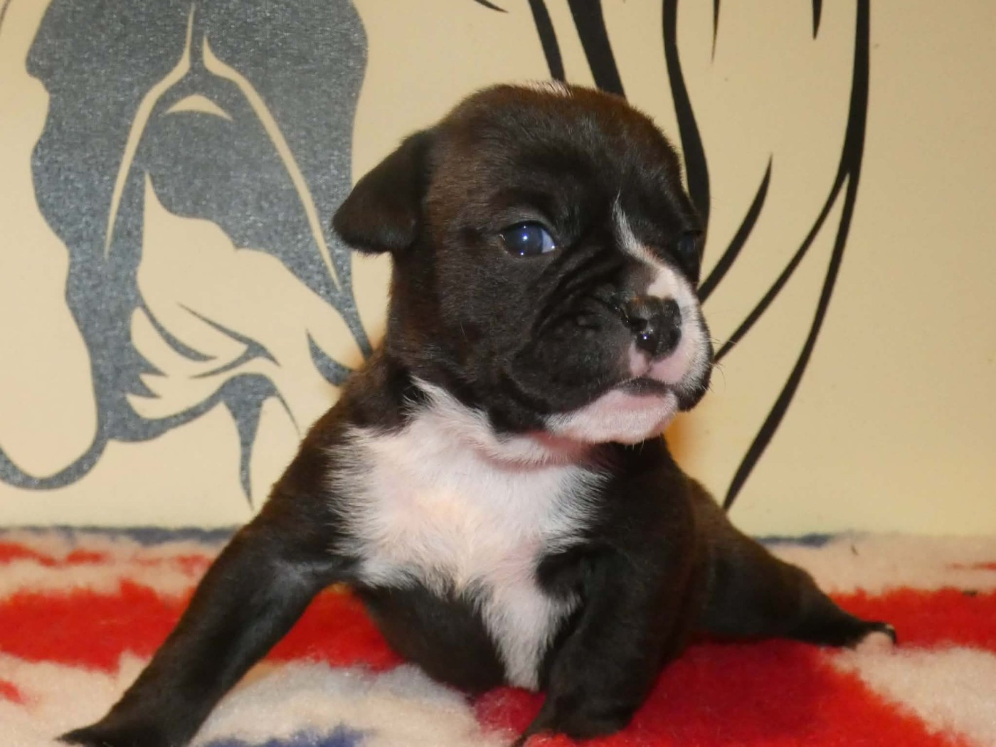 du Royal Belvédère - Chiots disponibles - Bulldog continental