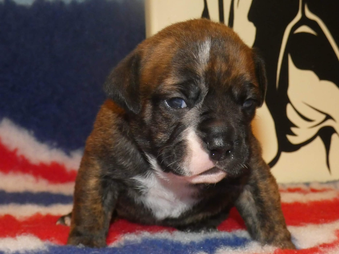 du Royal Belvédère - Chiots disponibles - Bulldog continental