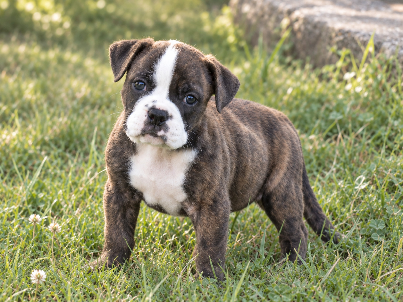 du Royal Belvédère - Chiots disponibles - Bulldog continental