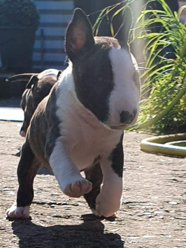 du Royal Belvédère - Bull Terrier Miniature - Portée née le 30/08/2021