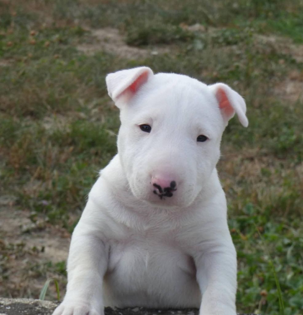 du Royal Belvédère - Chiots disponibles - Bull Terrier Miniature