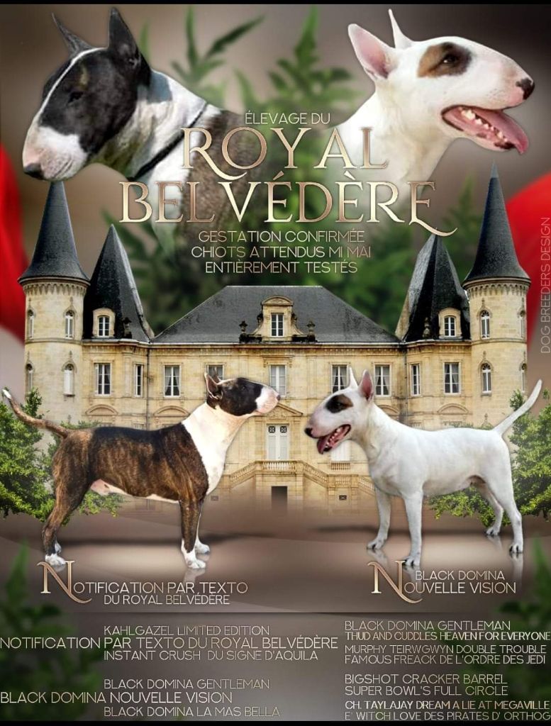Chiot Bull Terrier du Royal Belvédère