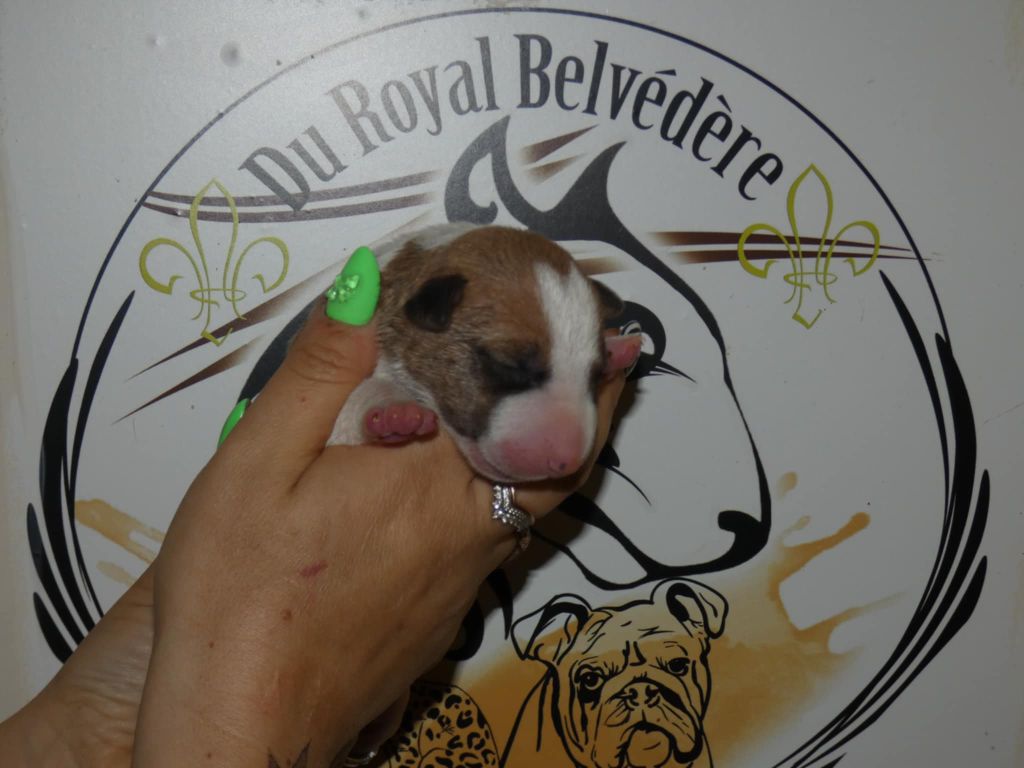 du Royal Belvédère - Chiots disponibles - Bull Terrier