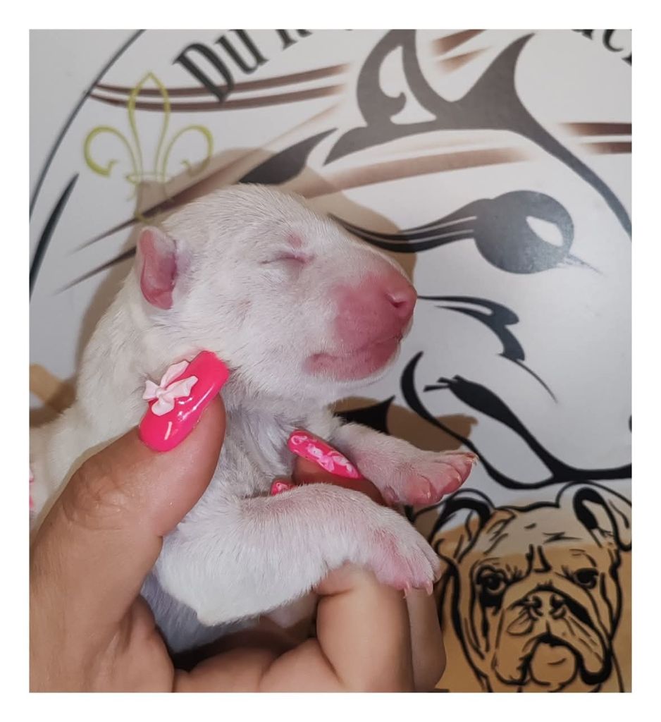 du Royal Belvédère - Chiots disponibles - Bull Terrier Miniature
