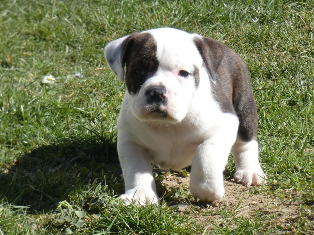 du Royal Belvédère - Chiots disponibles - Bulldog continental