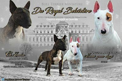 Chiot Bull Terrier Miniature du Royal Belvédère