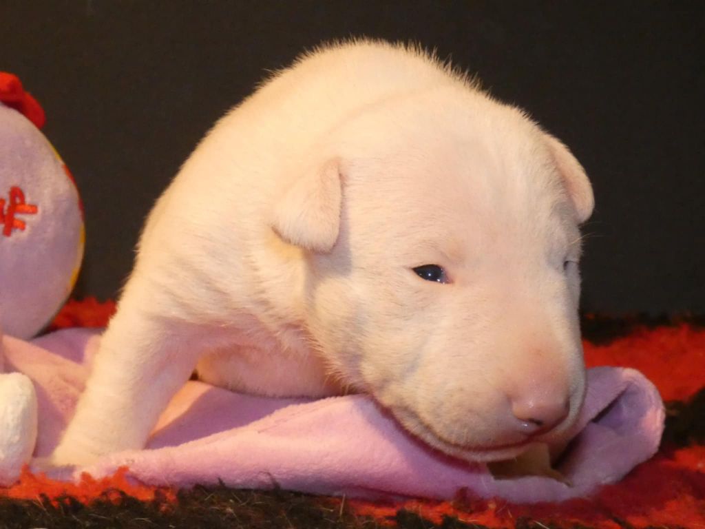 du Royal Belvédère - Chiots disponibles - Bull Terrier Miniature