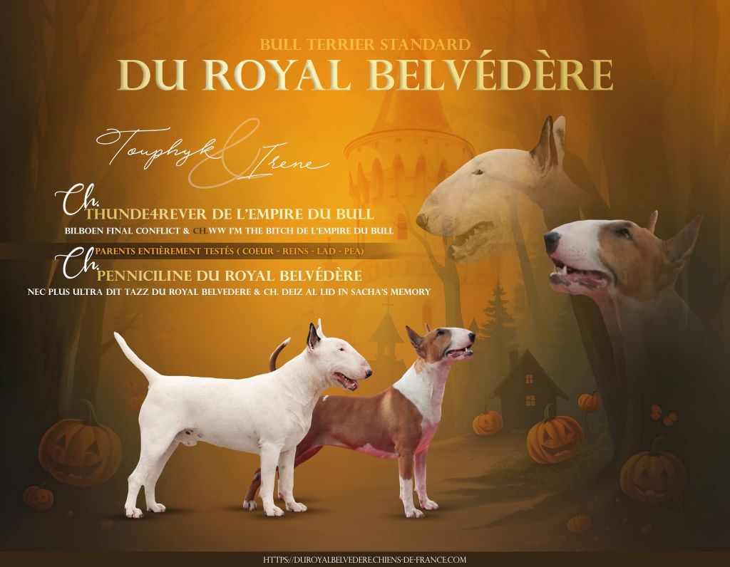 Chiot Bull Terrier du Royal Belvédère