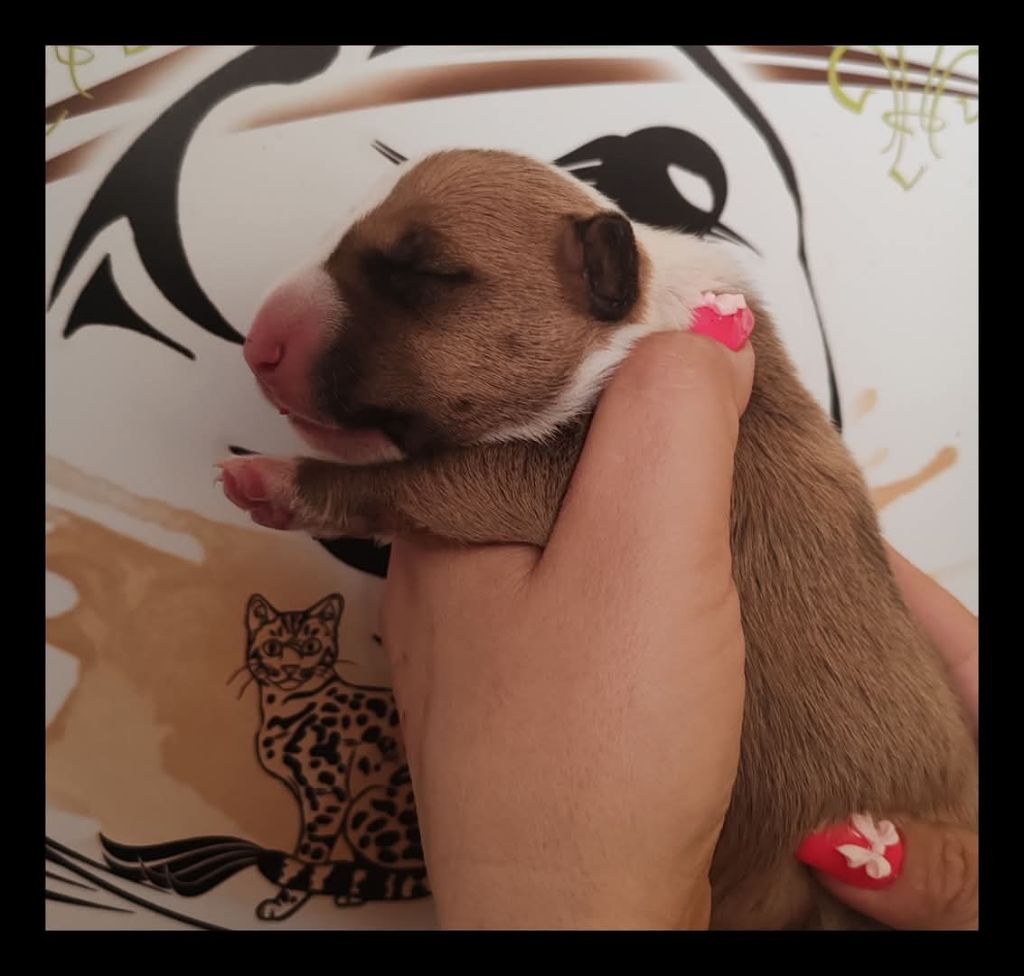 du Royal Belvédère - Chiots disponibles - Bull Terrier Miniature