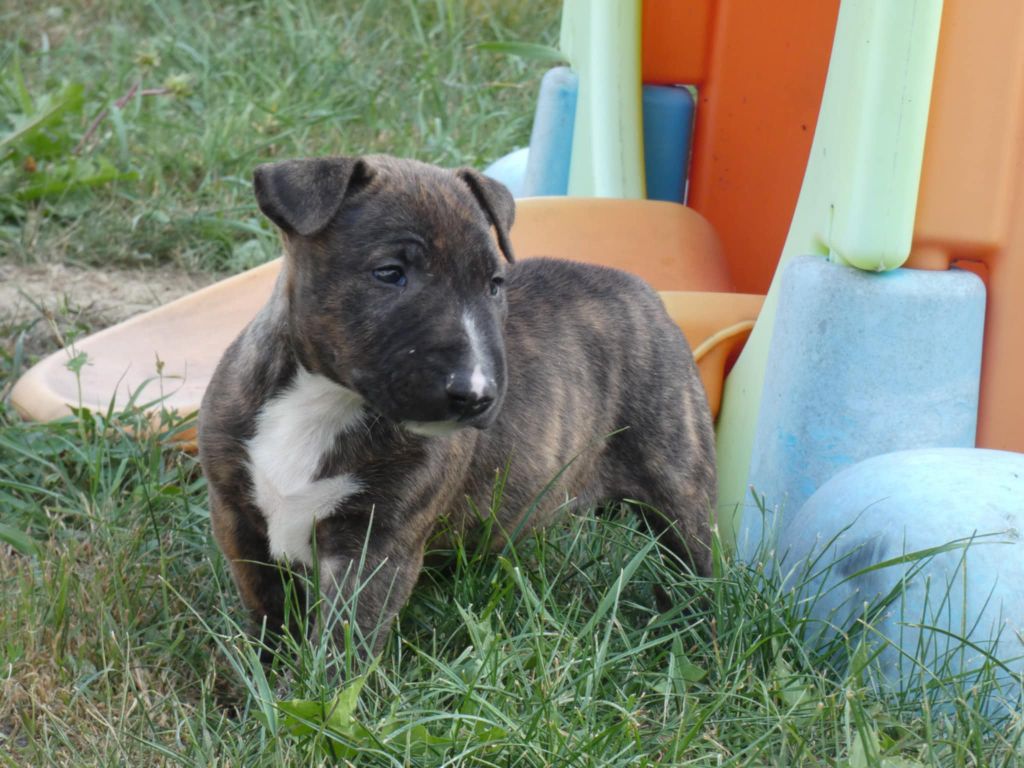 du Royal Belvédère - Chiots disponibles - Bull Terrier Miniature