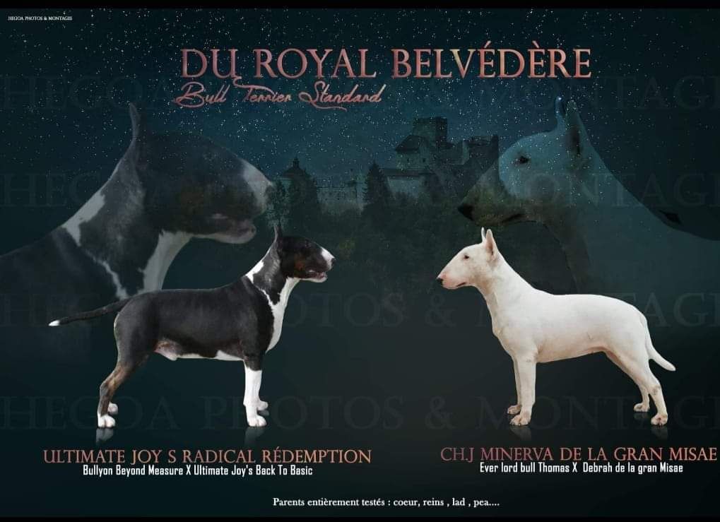 Chiot Bull Terrier du Royal Belvédère