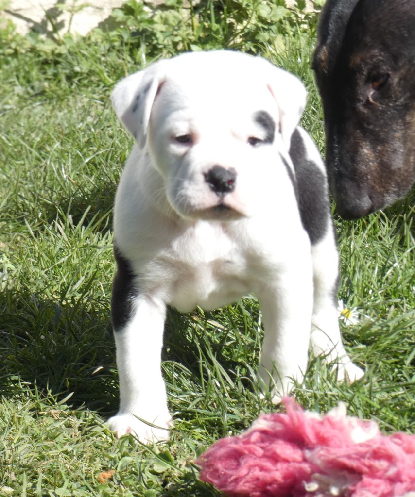 du Royal Belvédère - Chiots disponibles - Bulldog continental