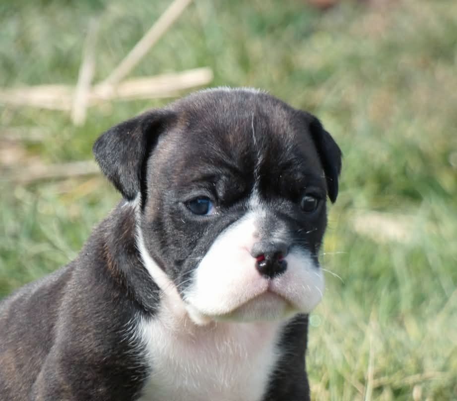 du Royal Belvédère - Chiots disponibles - Bulldog continental