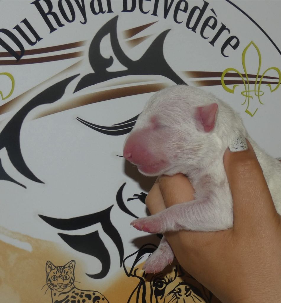 du Royal Belvédère - Chiots disponibles - Bull Terrier Miniature
