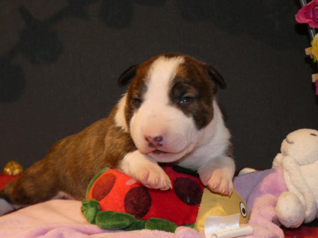 du Royal Belvédère - Chiots disponibles - Bull Terrier Miniature
