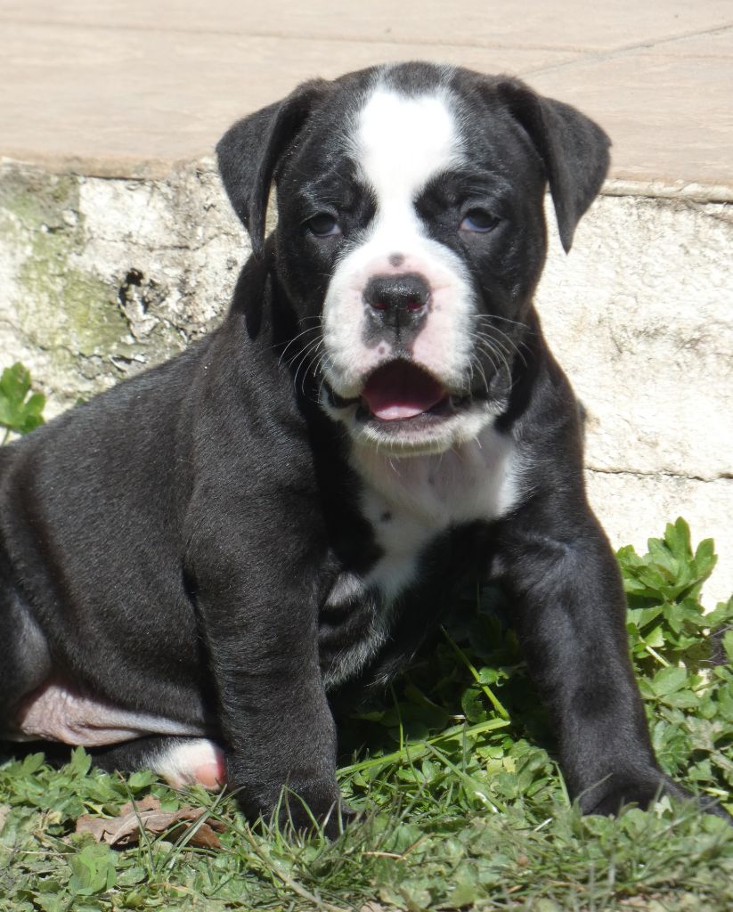 du Royal Belvédère - Chiots disponibles - Bulldog continental