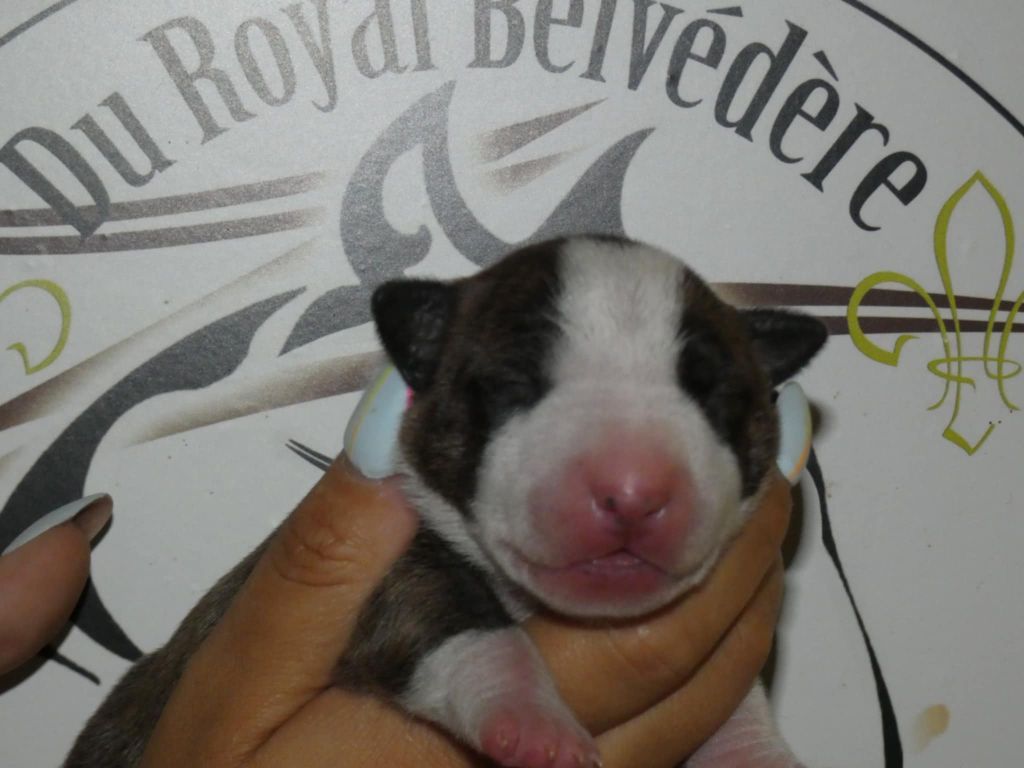 du Royal Belvédère - Chiots disponibles - Bull Terrier Miniature