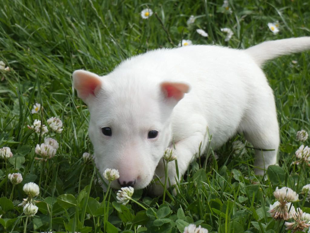 du Royal Belvédère - Chiots disponibles - Bull Terrier Miniature