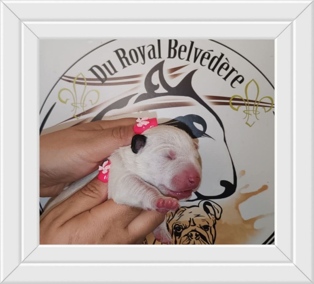 du Royal Belvédère - Chiots disponibles - Bull Terrier Miniature