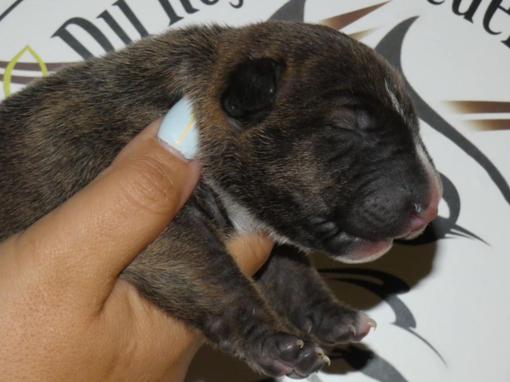 du Royal Belvédère - Chiots disponibles - Bull Terrier Miniature